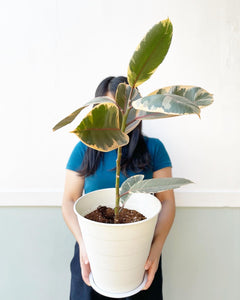 Plants To You (Ficus Elastica Ruby)