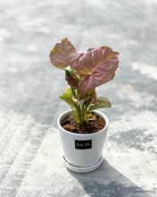 Load image into Gallery viewer, Plants To You (Pink Syngonium)
