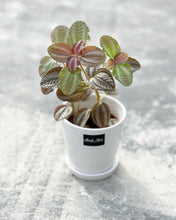 Load image into Gallery viewer, Plants To You (Pilea Norflok)
