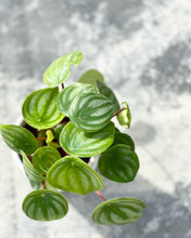 Load image into Gallery viewer, Plants To You (Peperomia Watermelon)
