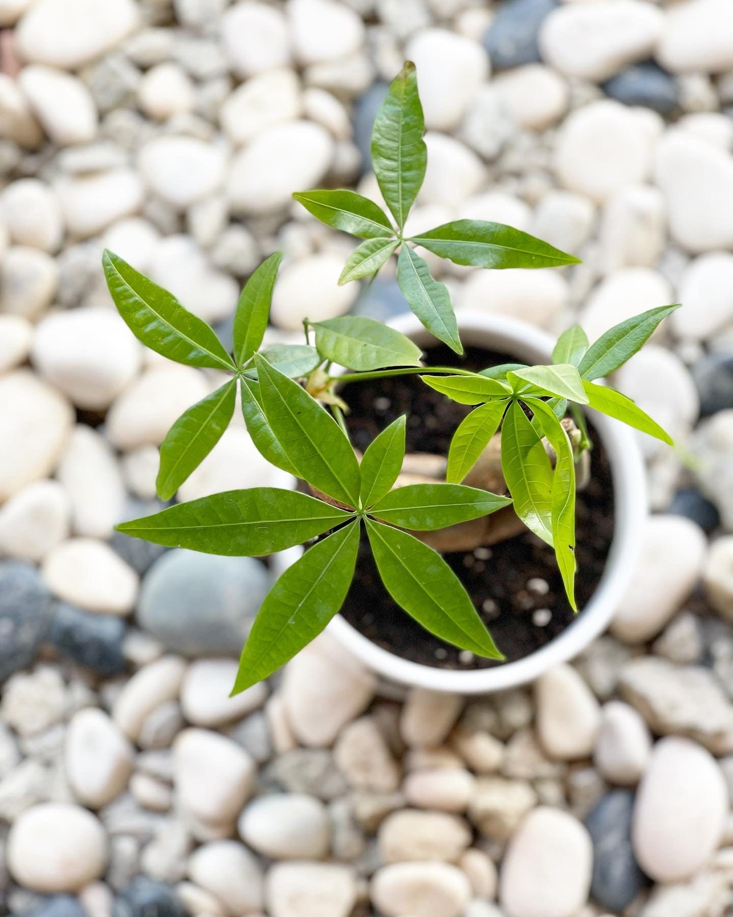 young money tree Plants To You ( Pachira Money Tree)(QQ PACHIRA) (发财树) – Rimba Flora, Melaka Florist Studio