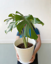 Load image into Gallery viewer, Plants To You ( MONSTERA DELICIOSA)
