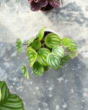 Load image into Gallery viewer, Plants To You (Peperomia Watermelon)
