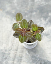 Load image into Gallery viewer, Plants To You (Pilea Norflok)
