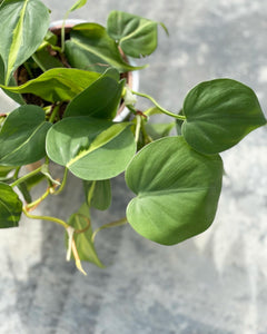 Plants To You ( Philodendron Brasil)
