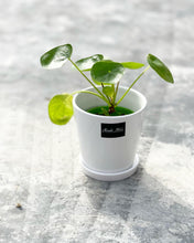 Load image into Gallery viewer, Plants To You ( Pilea Peperomiodes)(Small)
