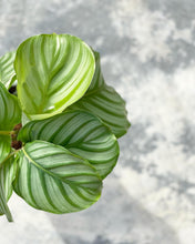 Load image into Gallery viewer, Plants To You (Calathea Orbifolia)
