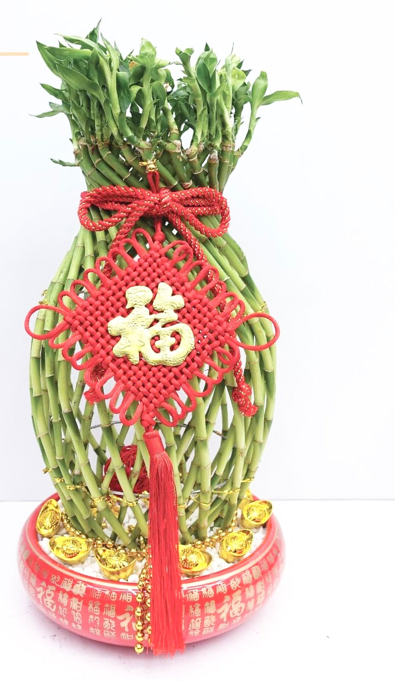 Gorgeous Lucky Bamboo To You