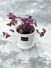 Load image into Gallery viewer, Plants To You (Oxalis Triangularis )
