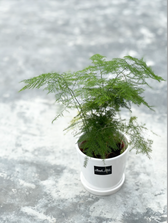 Plants To You ( Asparagus Fern )