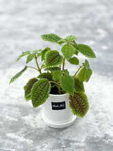 Load image into Gallery viewer, Plants To You (Pilea Mollis)
