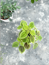 Load image into Gallery viewer, Plants To You (Pilea Mollis)
