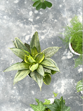Load image into Gallery viewer, Plants To You (Silver Hahnii)

