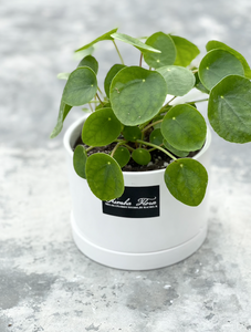 Plants To You ( Pilea Peperomiodes)