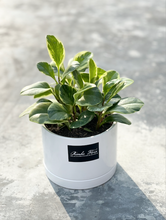 Load image into Gallery viewer, Plants To You ( Peperomia Variegata)
