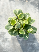 Load image into Gallery viewer, Plants To You ( Peperomia Variegata)
