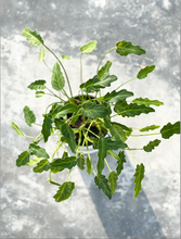Load image into Gallery viewer, Plants To You ( Philodendron Xanadu)
