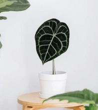 Load image into Gallery viewer, Premium Plants To You (Anthurium Clarinervium)(Limited Series)

