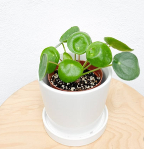 Plants To You ( Pilea Peperomiodes)(Small)