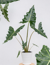 Load image into Gallery viewer, Premium Plants To You (Alocasia Sarian )(Limited Edition)
