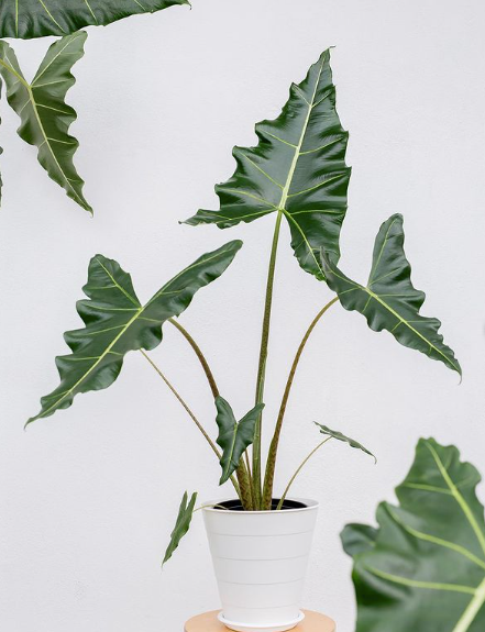 Premium Plants To You (Alocasia Sarian )(Limited Edition)