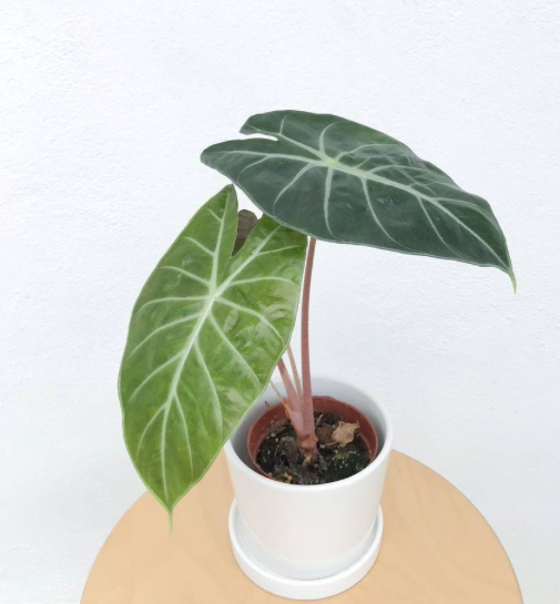 Premium Plants To You ( Alocasia Pink Dragon )(Limited Edition)