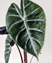 Load image into Gallery viewer, Premium Plants To You ( Alocasia Pink Dragon )(Limited Edition)
