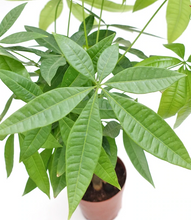 Load image into Gallery viewer, Plants To You ( Pachira Money Tree)( PACHIRA 3 Plait) (发财树）
